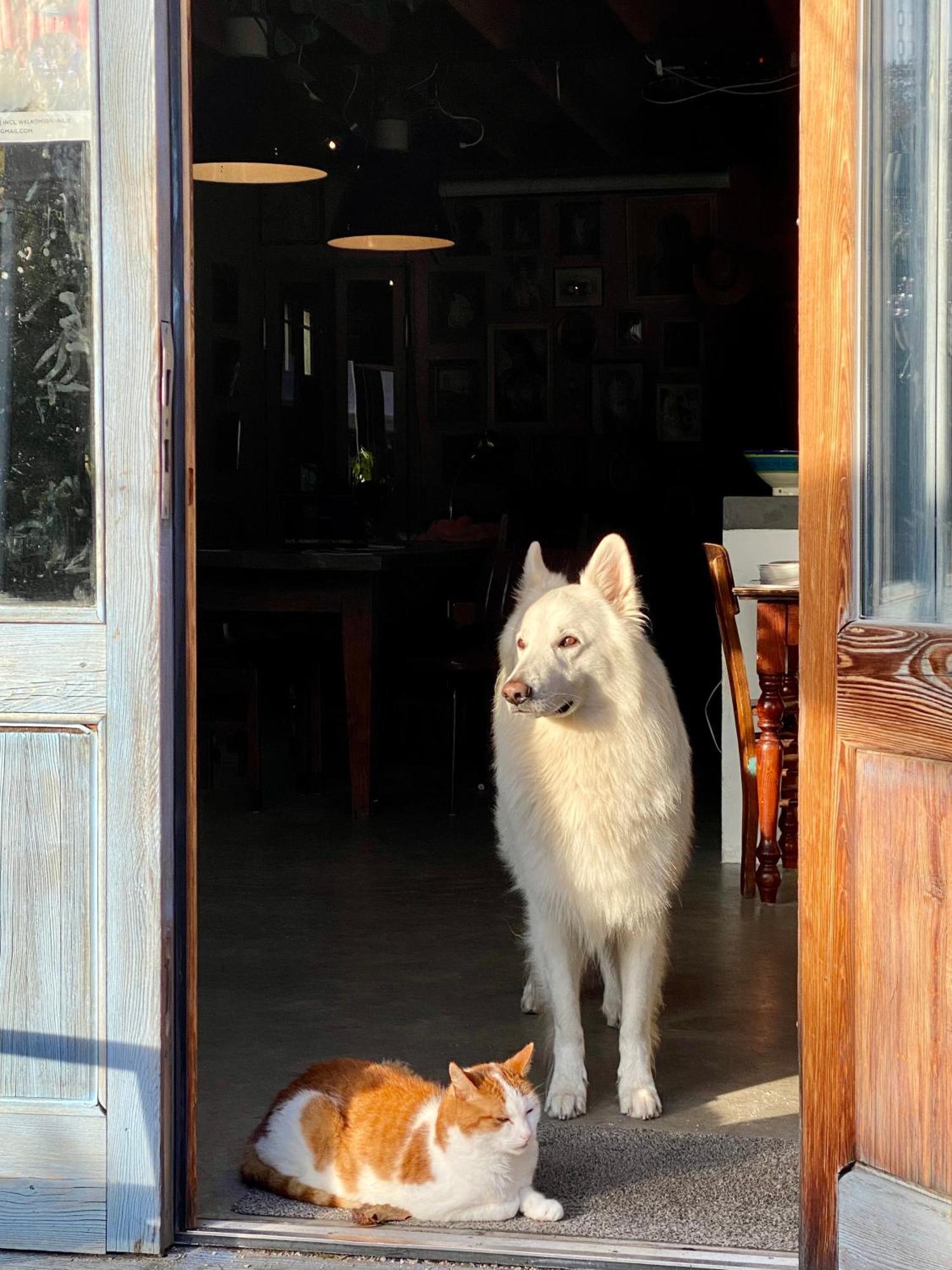 In De Aap - Appartementen & Guesthouse Bergen Ngoại thất bức ảnh