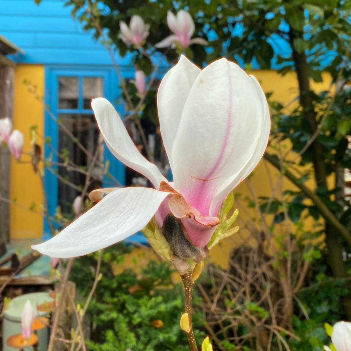 In De Aap - Appartementen & Guesthouse Bergen Ngoại thất bức ảnh